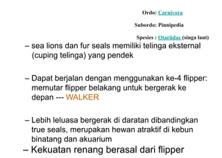 Ordo: Carnivora
Subordo: Pinnipedia
Spesies : Otariidae (singa laut)
– sea lions dan fur seals memiliki telinga eksternal
(cuping telinga) yang pendek
– Dapat berjalan dengan menggunakan ke-4 flipper:
memutar flipper belakang untuk bergerak ke
depan --- WALKER
– Lebih leluasa bergerak di daratan dibandingkan
true seals, merupakan hewan atraktif di kebun
binatang dan akuarium
– Kekuatan renang berasal dari flipper
 