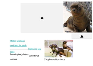Steller sea lions
northern fur seals
California sea
lions
Eumetopias jubatus
Callorhinus
ursinus Zalophus californianus
 