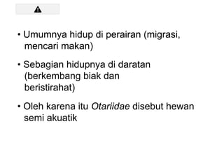 • Umumnya hidup di perairan (migrasi,
mencari makan)
• Sebagian hidupnya di daratan
(berkembang biak dan
beristirahat)
• Oleh karena itu Otariidae disebut hewan
semi akuatik
 