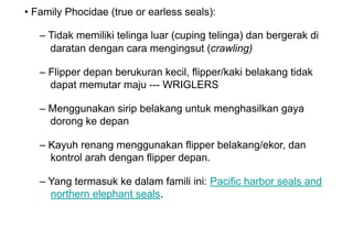 • Family Phocidae (true or earless seals):
– Tidak memiliki telinga luar (cuping telinga) dan bergerak di
daratan dengan cara mengingsut (crawling)
– Flipper depan berukuran kecil, flipper/kaki belakang tidak
dapat memutar maju --- WRIGLERS
– Menggunakan sirip belakang untuk menghasilkan gaya
dorong ke depan
– Kayuh renang menggunakan flipper belakang/ekor, dan
kontrol arah dengan flipper depan.
– Yang termasuk ke dalam famili ini: Pacific harbor seals and
northern elephant seals.
 