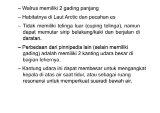– Walrus memiliki 2 gading panjang
– Habitatnya di Laut Arctic dan pecahan es
– Tidak memiliki telinga luar (cuping telinga), namun
dapat memutar sirip belakang/kaki dan berjalan di
daratan.
– Perbedaan dari pinnipedia lain (selain memiliki
gading) adalah memiliki 2 kanting udara besar di
bagian lehernya.
– Kantung udara ini dapat membesar untuk mengangkat
kepala di atas air saat tidur, atau sebagai ruang
resonansi untuk memperkuat suaradi bawah air.
 