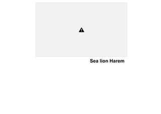 Sea lion Harem
 