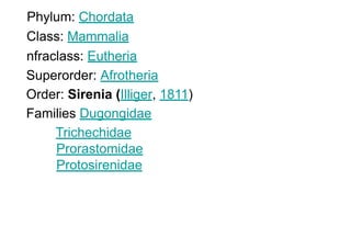Phylum: Chordata
Class: Mammalia
nfraclass: Eutheria
Superorder: Afrotheria
Order: Sirenia (Illiger, 1811)
Families Dugongidae
Trichechidae
Prorastomidae
Protosirenidae
 
