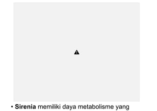 • Sirenia memiliki daya metabolisme yang
 