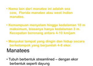 •Namalaindarimanateeiniadalahsea
cow, FloridamanateeatauwestIndian
manatee.
•Kemampuanmenyelamhinggakedalaman10m
maksimum,biasanyahanyakedalaman3m.
Kecepatanberenangantara4-10km/jam
•Menyukaitempatyangdingindanhidupsecara
berkelompokyangberjumlah4-8ekor.
Manatees
• Tubuh berbentuk streamlined – dengan ekor
berbentuk seperti dayung
 