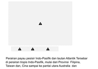 Perairan payau pesisir Indo-Pasifik dan lautan Atlantik Tersebar
di perairan tropis Indo-Pasifik, mulai dari Provinsi Filipina,
Taiwan dan, Cina sampai ke pantai utara Australia dan
 