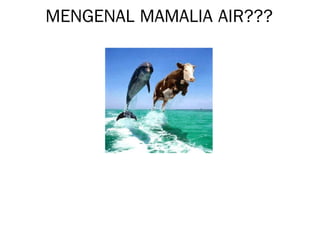 MENGENAL MAMALIA AIR???
 