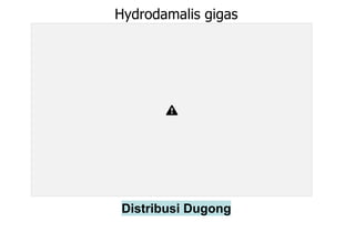 Hydrodamalis gigas
Distribusi Dugong
 