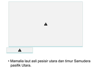 • Mamalia laut asli pesisir utara dan timur Samudera
pasifik Utara.
 