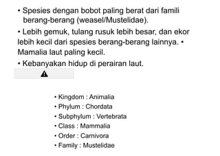 • Spesies dengan bobot paling berat dari famili
berang-berang (weasel/Mustelidae).
• Lebih gemuk, tulang rusuk lebih besar, dan ekor
lebih kecil dari spesies berang-berang lainnya. •
Mamalia laut paling kecil.
• Kebanyakan hidup di perairan laut.
• Kingdom : Animalia
• Phylum : Chordata
• Subphylum : Vertebrata
• Class : Mammalia
• Order : Carnivora
• Family : Mustelidae
 