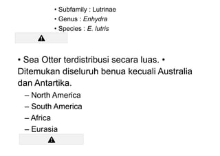 • Subfamily : Lutrinae
• Genus : Enhydra
• Species : E. lutris
• Sea Otter terdistribusi secara luas. •
Ditemukan diseluruh benua kecuali Australia
dan Antartika.
– North America
– South America
– Africa
– Eurasia
 