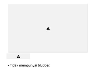 • Tidak mempunyai blubber.
 