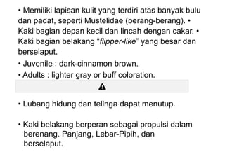 • Memiliki lapisan kulit yang terdiri atas banyak bulu
dan padat, seperti Mustelidae (berang-berang). •
Kaki bagian depan kecil dan lincah dengan cakar. •
Kaki bagian belakang “flipper-like” yang besar dan
berselaput.
• Juvenile : dark-cinnamon brown.
• Adults : lighter gray or buff coloration.
• Lubang hidung dan telinga dapat menutup.
• Kaki belakang berperan sebagai propulsi dalam
berenang. Panjang, Lebar-Pipih, dan
berselaput.
 