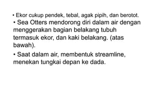 • Ekor cukup pendek, tebal, agak pipih, dan berotot.
• Sea Otters mendorong diri dalam air dengan
menggerakan bagian belakang tubuh
termasuk ekor, dan kaki belakang. (atas
bawah).
• Saat dalam air, membentuk streamline,
menekan tungkai depan ke dada.
 