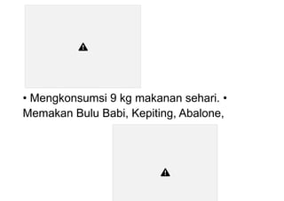 • Mengkonsumsi 9 kg makanan sehari. •
Memakan Bulu Babi, Kepiting, Abalone,
 