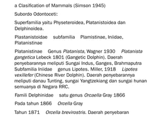a Clasification of Mammals (Simson 1945)
Subordo Odontoceti:
Superfamilia yaitu Physeteroidea, Platanistoidea dan
Delphinoidea.
Plastanistoidae 🡪 subfamilia 🡪 Plamistinae, Iniidae,
Platanistinae
Platanistinae 🡪 Genus Platanista, Wagner 1930 🡪 Platanista
gangetica Lebeck 1801 (Gangetic Dolphin). Daerah
penyebarannya meliputi Sungai Indus, Ganges, Brahmaputra
Subfamilia Iniidae 🡪 genus Lipotes. Miller, 1918 🡪 Lipotes
vexillefer (Chinese River Dolphin). Daerah penyebarannya
meliputi danau Tunting, sungai Yangtzekiang dan sungai hunan
semuanya di Negara RRC.
Famili Delphinidae 🡪 satu genus Orcaella Gray 1866
Pada tahun 1866 🡪 Orcella Gray
Tahun 1871 🡪 Orcella brevirostris. Daerah penyebaran
 