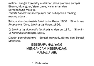meliputi sungai Irrawaddy mulai dari desa promote sampai
Bhamo, Muangthai/siam, Jawa, Kalimantan dan
Semenanjung Malaka.
Orcella brevirostris mempunyai dua subspecies masing
masing adalah:
Subspesies brevirostris brevirostris Owen, 1866 🡪 Sinonimnya
Phoecaena (Orca) brevirostris Owen, 1866.
O. brevirostris fluminalis fluminalis Anderson, 1871 🡪 Sinonim
O. fluminalis Anderson, 1871.
Daerah penyebarannya 🡪 Sungai Irrawaddy, Burma dan Sungai
Mahakam
BEBERAPA HAL YANG
MENGANCAM KEBERADAAN
MAMALIA AIR:
1. Perburuan
 