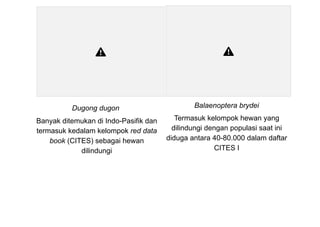 Dugong dugon
Banyak ditemukan di Indo-Pasifik dan
termasuk kedalam kelompok red data
book (CITES) sebagai hewan
dilindungi
Balaenoptera brydei
Termasuk kelompok hewan yang
dilindungi dengan populasi saat ini
diduga antara 40-80.000 dalam daftar
CITES I
 
