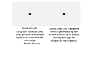 Sausa chinensis
Merupakan kelompok lumba
lumba putih dan mulai banyak
diperhatikan untuk dilakukan
perlindungan
Stenella atenuata
Lumba lumba jenis in tergolong
memiliki gerombol yang lebih
banyak, namun saat ini dampak
penangkapan juga ikut
mengancam keberadaanya.
 