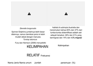 Stenella longorostis
Spinner Dolphins jumlahnya lebih besar
dilainnya, namun demikian jenis ini lebih
mudah dekat dengan manusia.
Tursiop aduncus
Fury dan Harrison (2008) menyelidiki
habitat di subtropis Australia dan
menemukan bahwa 60% dan 37% dari
lumba-lumba diidentifikasi adalah asli
wilayah tersebut, 26% dan 21% yang
bermigrasi dan 14% dan 42% migrasi
KELIMPAHAN
RELATIF Frekuensi
Kelimpahan
Nama Jenis Nama umum Jumlah penemuan (%)
 