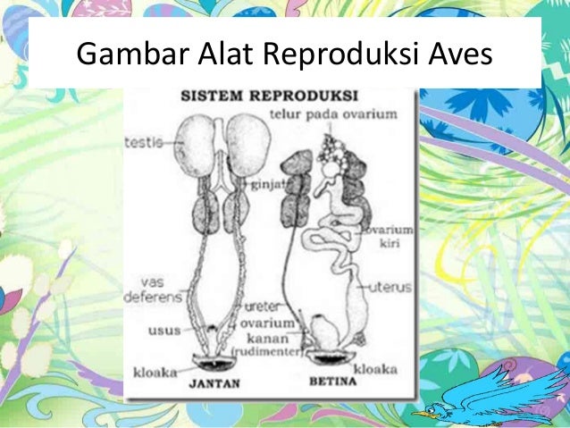 8100 Gambar Sistem Reproduksi Pada Hewan Mamalia HD Terbaru - Gambar Hewan