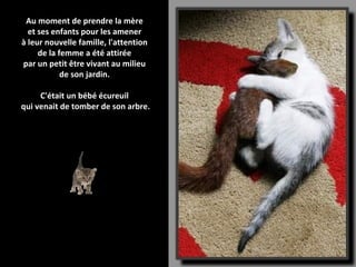 Au moment de prendre la mère
  et ses enfants pour les amener
à leur nouvelle famille, l'attention
     de la femme a été attirée
par un petit être vivant au milieu
            de son jardin.

     C'était un bébé écureuil
qui venait de tomber de son arbre.
 