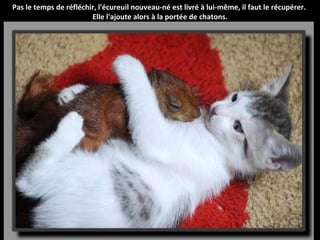 Pas le temps de réfléchir, l'écureuil nouveau-né est livré à lui-même, il faut le récupérer.
                        Elle l'ajoute alors à la portée de chatons.
 