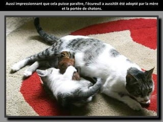 Aussi impressionnant que cela puisse paraître, l'écureuil a aussitôt été adopté par la mère
                                et la portée de chatons.
 