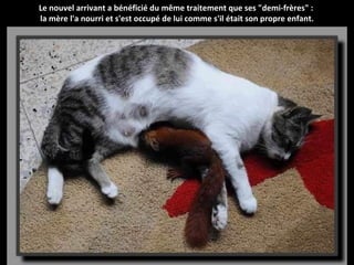 Le nouvel arrivant a bénéficié du même traitement que ses "demi-frères" :
la mère l'a nourri et s'est occupé de lui comme s'il était son propre enfant.
 