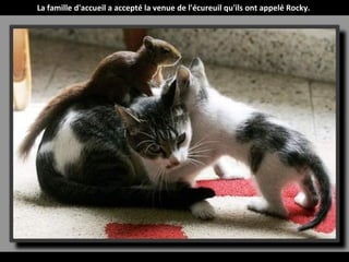 La famille d'accueil a accepté la venue de l'écureuil qu'ils ont appelé Rocky.
 