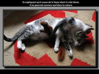 Ils expliquent qu'à cause de la façon dont il a été élevé,
        il ne pourrait survivre seul dans la nature.
 
