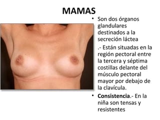 MAMAS
    • Son dos órganos
      glandulares
      destinados a la
      secreción láctea
    • .- Están situadas en la
      región pectoral entre
      la tercera y séptima
      costillas delante del
      músculo pectoral
      mayor por debajo de
      la clavícula.
    • Consistencia.- En la
      niña son tensas y
      resistentes
 
