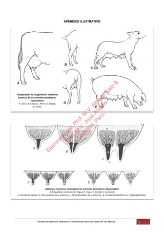 Facultad de Medicina Veterinaria © Universidad Nacional Mayor de San Marcos 4
APÉNDICE ILUSTRATIVO
Comparación de las glándulas mamarias
(mamas) de los animales domésticos.
Esquemático
A. Vaca; B. Cabra; C. Perra; D. Oveja;
E. Cerda
Glándulas mamarias (mamas) de los animales domésticos. Esquemático
A. Pequeños rumiantes; B. Yegua; C. Vaca; D. Cerda; E. Carnívoro
a. Conducto papilar; b. Parte papilar de la cisterna; c. Parte glandular de la cisterna; d. Conductos lactíferos; e. Tejido glandular.
Elaborado
por:Prof.M
.V.Alberto
Sato
&
Prof.M
.V.José
Angulo.
U
N
M
SM
.Perú.
 