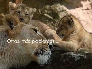 Otras, más pacientes.... 