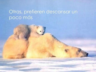 Otras, prefieren descansar un  poco más 