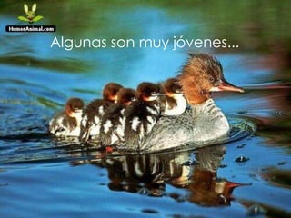 Algunas son muy jóvenes... 