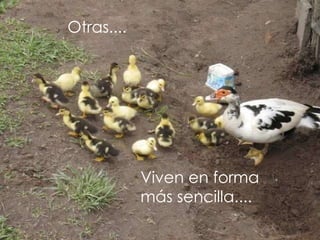 Otras.... Viven en forma  más sencilla.... 