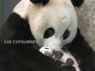 Les gusta estar con ellos... Los consuelan... 