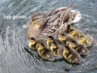 Los guían.... 