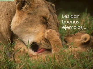 Les dan  buenos ejemplos... 