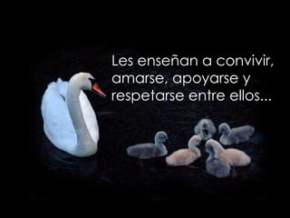 Les enseñan a convivir,  amarse, apoyarse y  respetarse entre ellos... 