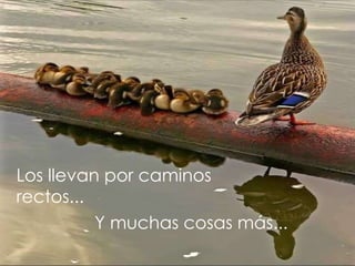 Los llevan por caminos  rectos... Y muchas cosas más... 