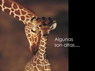 Algunas  son altas.... 