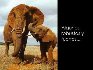 Algunas,  robustas y  fuertes.... 
