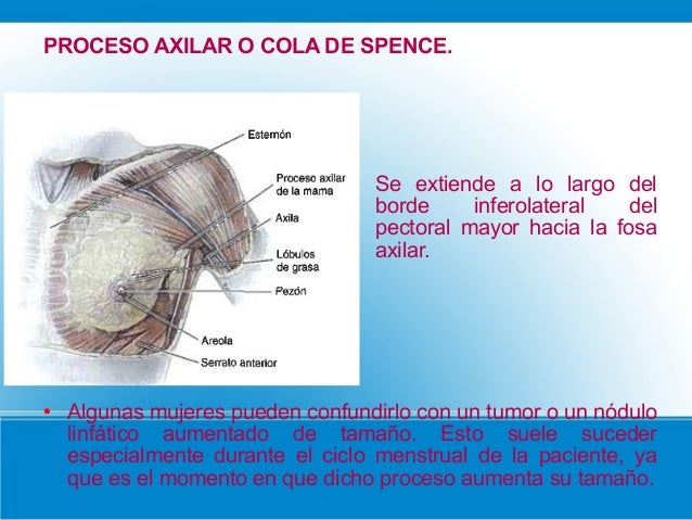 Explorando la Cola Axilar de la Mama: Todo lo que Debes Saber Cola axilar de la mama