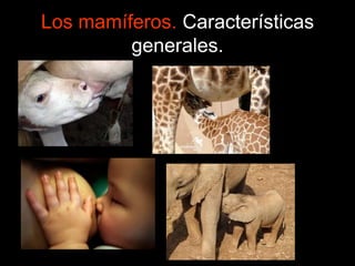 Los mamíferos. Características
generales.
 