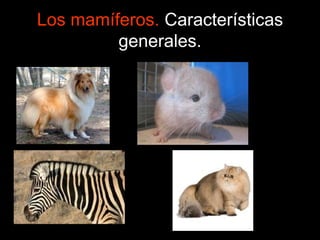 Los mamíferos. Características
generales.
 