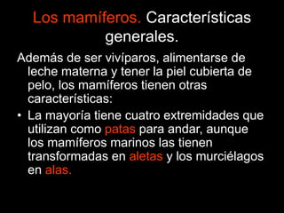 Los mamíferos. Características
generales.
Además de ser vivíparos, alimentarse de
leche materna y tener la piel cubierta de
pelo, los mamíferos tienen otras
características:
• La mayoría tiene cuatro extremidades que
utilizan como patas para andar, aunque
los mamíferos marinos las tienen
transformadas en aletas y los murciélagos
en alas.
 