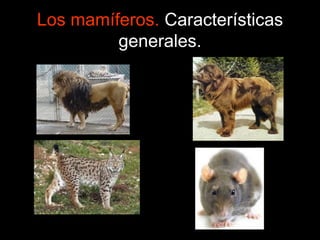 Los mamíferos. Características
generales.
 