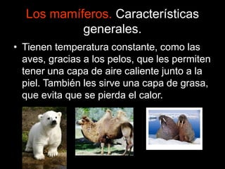 Los mamíferos. Características
generales.
• Tienen temperatura constante, como las
aves, gracias a los pelos, que les permiten
tener una capa de aire caliente junto a la
piel. También les sirve una capa de grasa,
que evita que se pierda el calor.
 